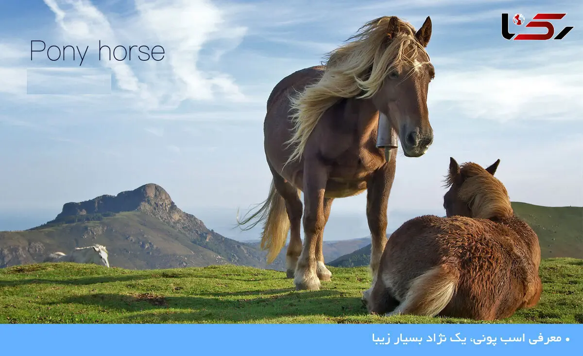 نژادی بسیار زیبا از اسب های پونی شگفت انگیز +عکس
