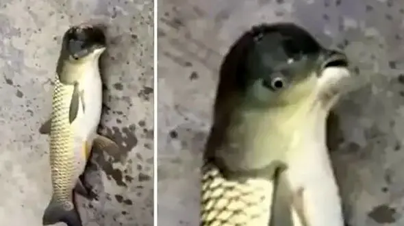 (عکس) ماهی یا پرنده؛ عکسی که در فضای مجازی غوغا به پا کرد 