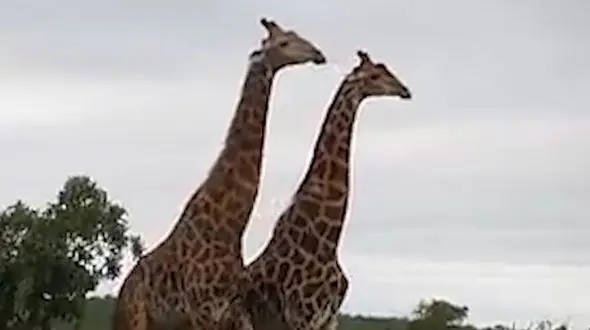 خشن ترین جدال زرافه ها که هیچ رحمی به هم نداشتند + فیلم