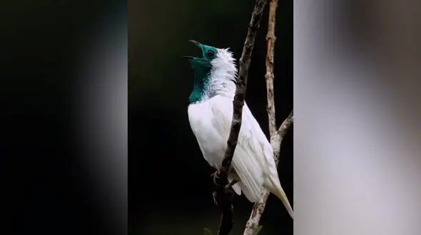 زیبایی آراپونگا یا زنگوله گلو برهنه + فیلم