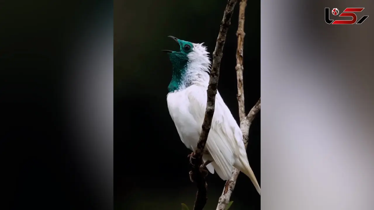 زیبایی آراپونگا یا زنگوله گلو برهنه + فیلم