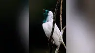 زیبایی آراپونگا یا زنگوله گلو برهنه + فیلم