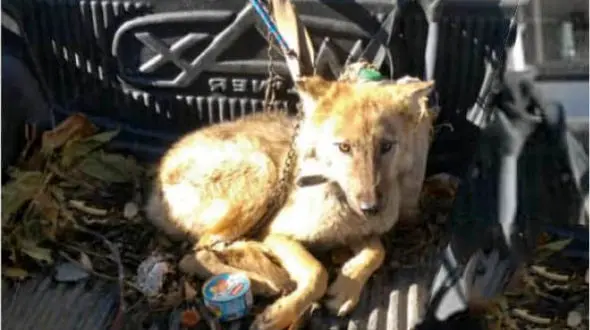 عکس گرگی که در خانه مردکرمانی زندگی می کرد! + جزییات