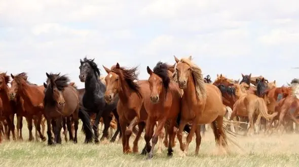 اهلی کردن اسب ها جهان را متحول کرد / از سفر تا جنگ و تجارت 