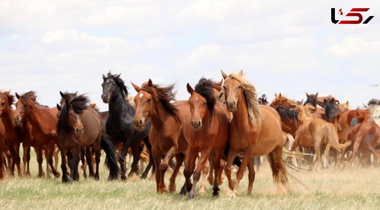 اهلی کردن اسب ها جهان را متحول کرد / از سفر تا جنگ و تجارت 