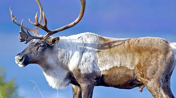 از درگیری بین دو زرافه تا گوزن شمالی