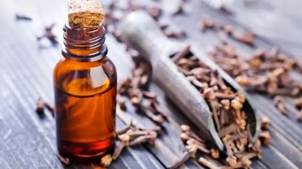 دمنوش میخک بهترین مسکن و آرامبخش / لاغری فوری با میخک