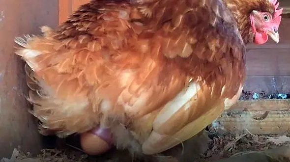 مراحل و زمان تخمگذاری مرغ / پاسخ به سوالات رایج