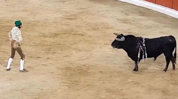  گاو پرتغالی به هیچ کس رحم نکرد/گاوباز داغون شد + فیلم