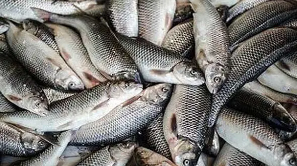 تسهیلات کمیته امداد برای ایجاد مشاغل خرد خانگی با اولویت آبزی‌ پروری در اردبیل