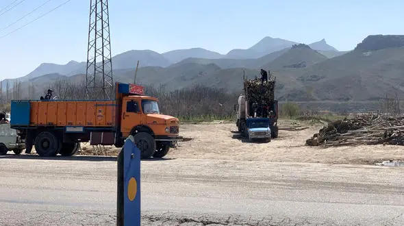 جنگل دزدی در قزوین ! / به درختان میوه هم رحم نمی کنند + عکس