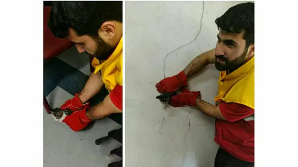 نجات بچه گربه بازیگوش از داکت دفتر اداره جهاد دانشگاهی تبریز +عکس