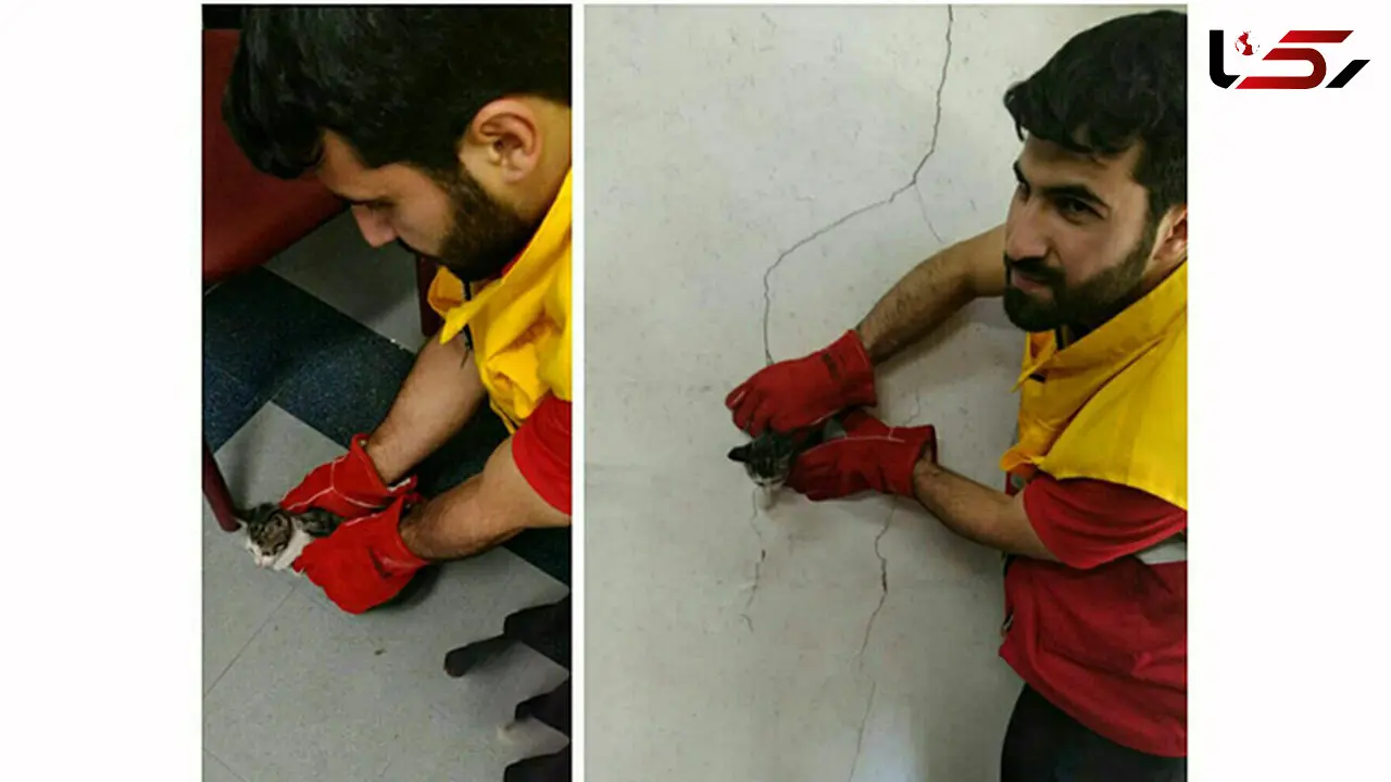 نجات بچه گربه بازیگوش از داکت دفتر اداره جهاد دانشگاهی تبریز +عکس