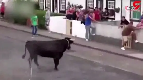 خطرناک‌ترین صحنه‌های دنیای گاوبازی + فیلم