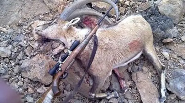 سه شکارچی در گناباد دستگیر شدند