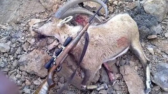 سه شکارچی در گناباد دستگیر شدند
