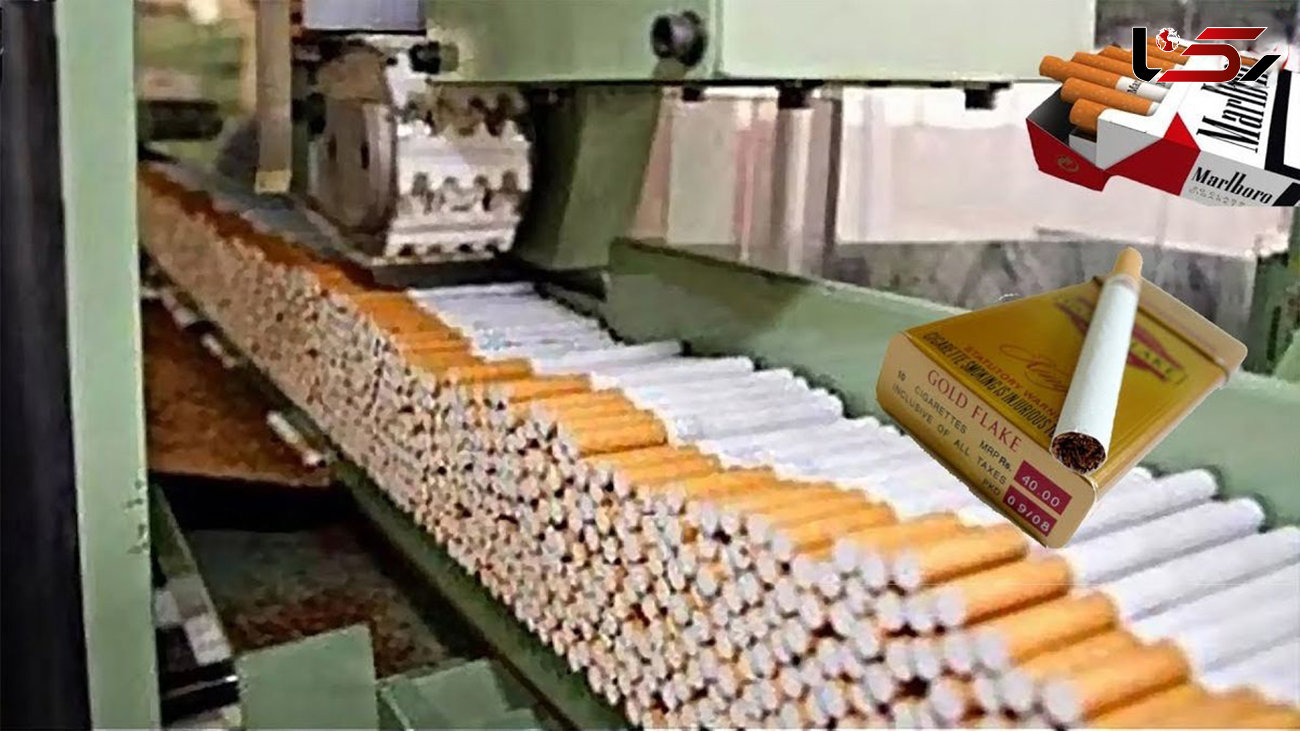 فیلم/ سیگارهای مشهور جهان چگونه در کارخانه تولید و بسته بندی می شوند؟ 