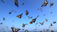 پروانه‌ها آسمان را رنگی کردند + عکس