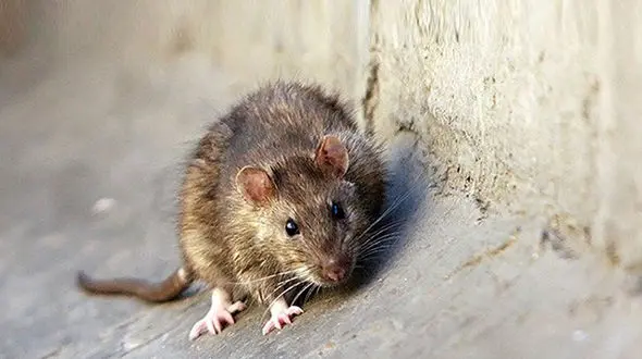 جولان موش‌ها در برخی خیابان‌های کرج