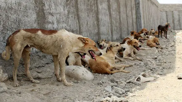 حمله سگ های ولگرد به 6 تهرانی / 2 سگ هم به هاری مبتلا بودند 