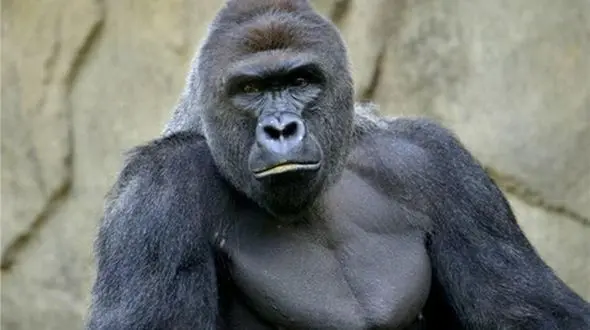 گوریل‌ها مثل انسان مراسم سوگواری دارند!