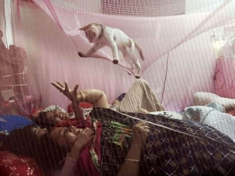 گربه ای ایستاده روی پشه بند