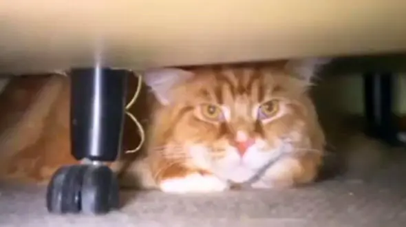 بزرگترین گربه جهان را ببینید + فیلم