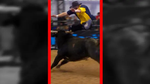 فیلم برخورد شدید گاو با گاوباز در میدان مسابقه