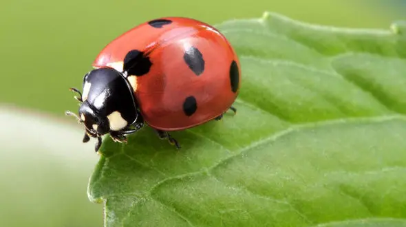 این پارک ملی کفشدوزک‌ باران شد + فیلم