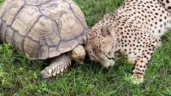 از دوستی میان لاکپشت و یوز پلنگ تا خوشحال شدن سگ از دیدن صاحبش