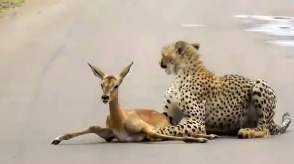  شکار عجیب بچه آهو توسط چیتای جوان وسط یک جاده آسفالته + فیلم و عکس