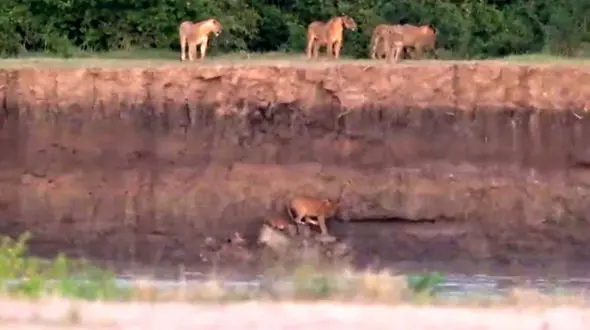 فیلم حمله خونین تمساح‌ ها و اسب‌ های آبی به توله‌ های شیر