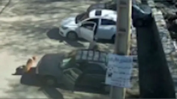 حمله سگ به دهیار روستای سینک / صاحب داشت یا ولگرد بود؟