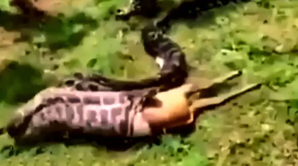 لحظه ناباورانه بلعیده شدن یک آهوی بزرگ توسط مار! + فیلم