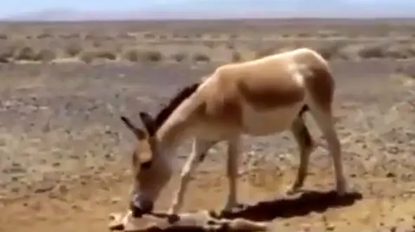 فیلم دردناک ترین لحظه برای گورخر مادر / در منطقه بیابانی ایران رخ داد 