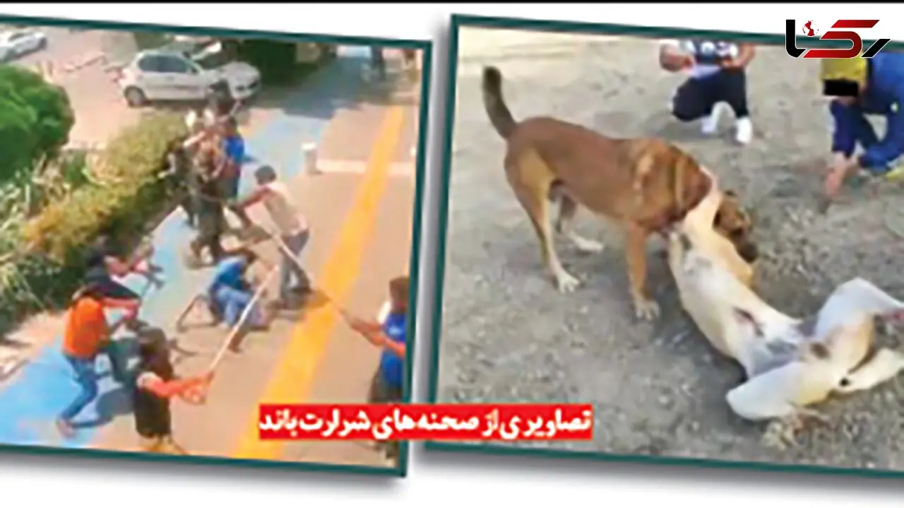 پایان وحشت آفرینی 5 مرد خارجی که در مشهد همه از آنها می ترسیدند / سگ ها را هم به جان هم می انداختند + عکس