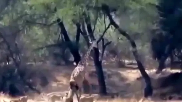 شکار دردناک زرافه توسط چند شیر ماده +فیلم