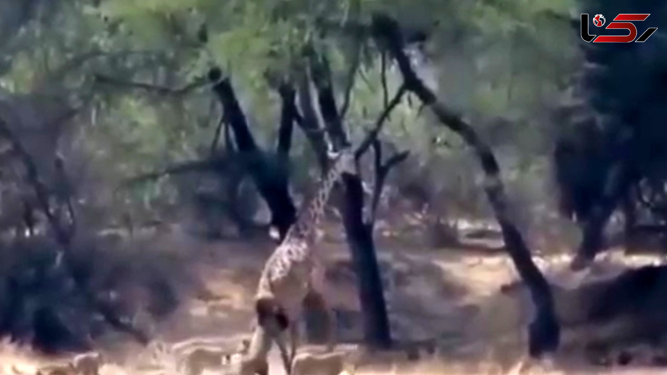 شکار دردناک زرافه توسط چند شیر ماده +فیلم