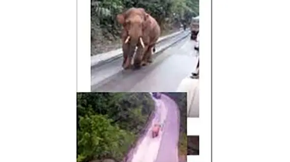 فیل عصبانی شهر را بهم ریخت+ عکس