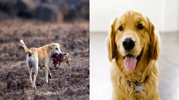 یارانه 50 دلاری هاری به صاحبان حیوانات خانگی / قتل 17 یوزپلنگ ایرانی به دست سگ ها