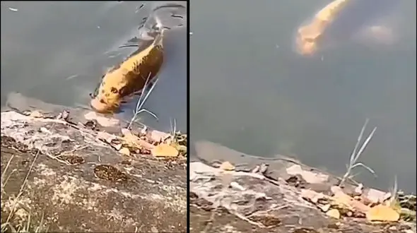 ماهی عجیب الخلقه با صورت انسان + فیلم  و عکس