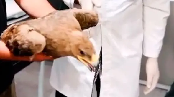 فیلم عقابی که قربانی طلسم و جادو شد