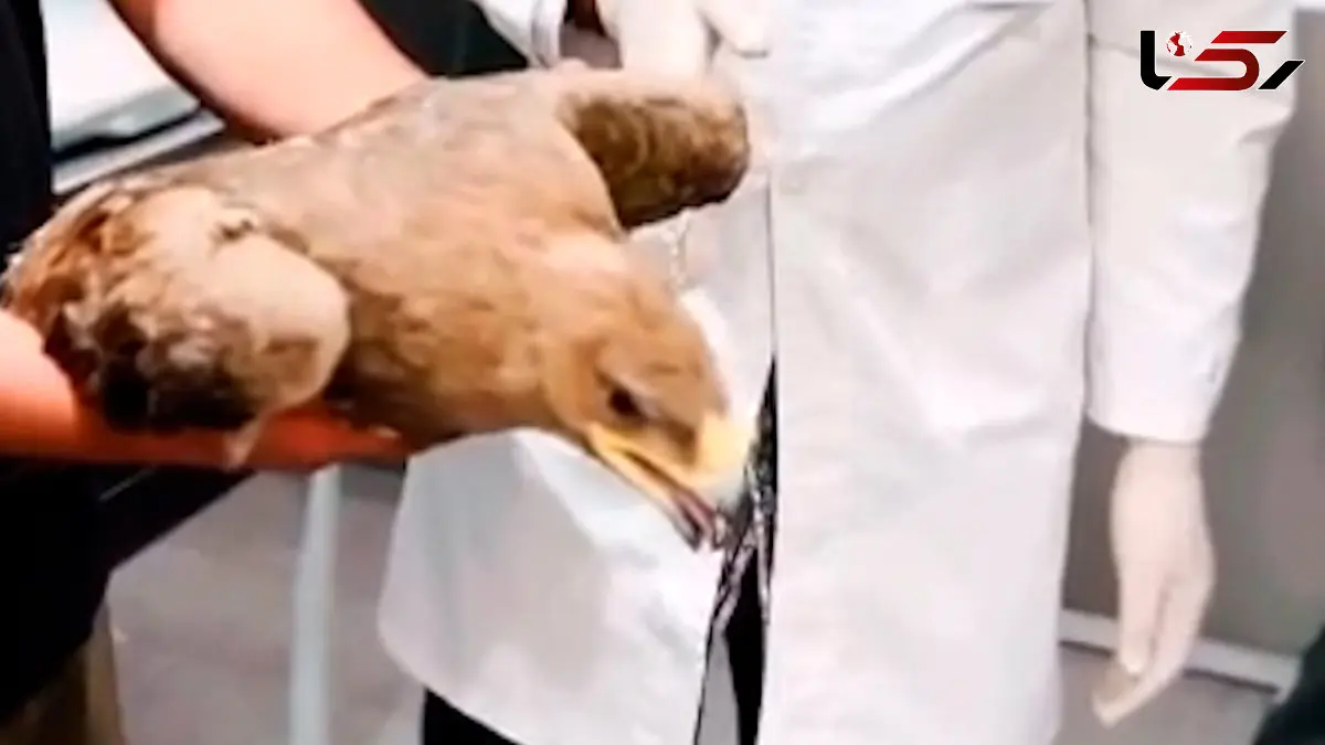 فیلم عقابی که قربانی طلسم و جادو شد