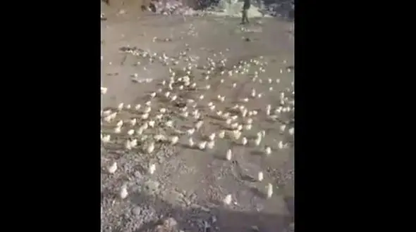 صدها تخم‌مرغ‌ دور ریختنی در مرکز زباله جوجه شد!+ عکس