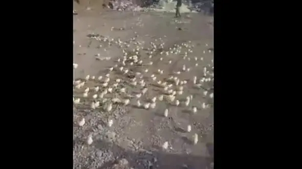 صدها تخم‌مرغ‌ دور ریختنی در مرکز زباله جوجه شد!+ عکس