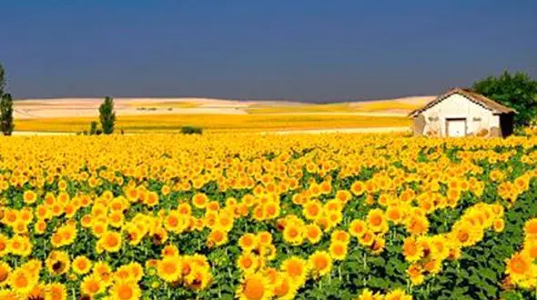 دلت بسوزد برای رویاهایت، راه خودش باز می‌شود تا سختی‌ها پلی به موفقیت‌اند