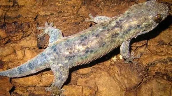 موجودی که برای فرار از چنگ شکارچیان عریان می شود