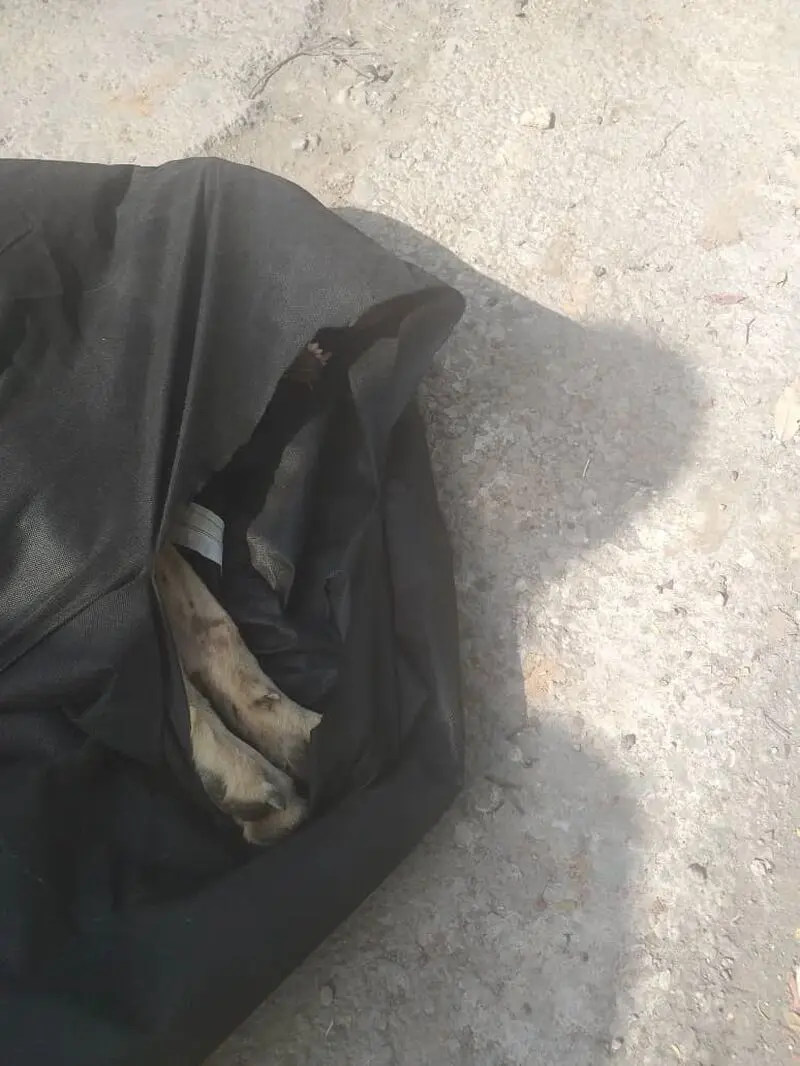 نجات گرگ در اهواز