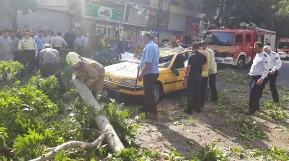 سقوط درخت غول پیکر در تهران / 3 خودروی در این حادثه له شدند+ عکس
