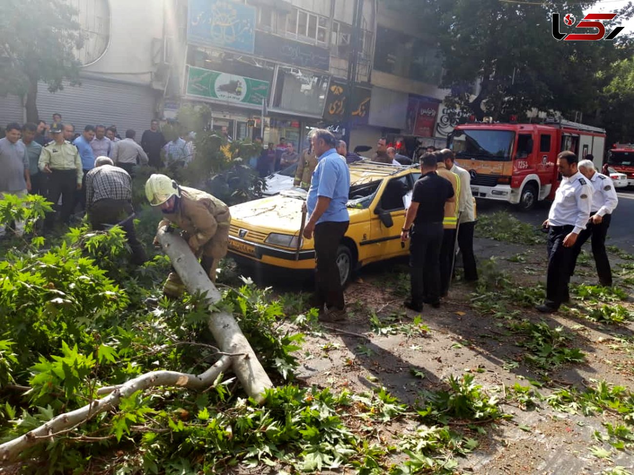 سقوط درخت غول پیکر در تهران / 3 خودروی در این حادثه له شدند+ عکس
